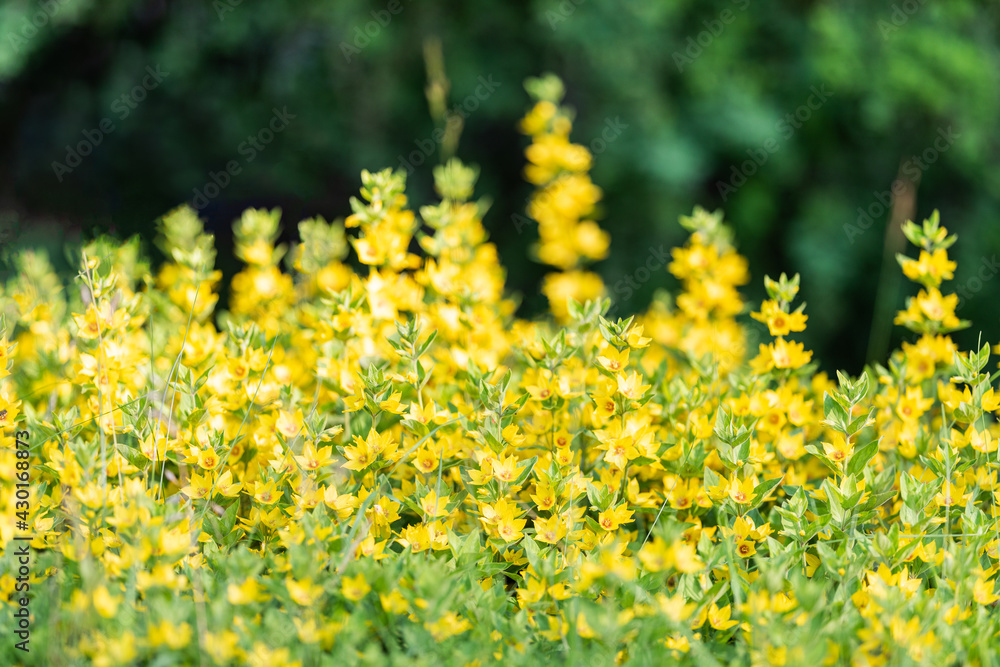 Obraz premium Lysimachia punctata loosestrife flowers yellow flower background