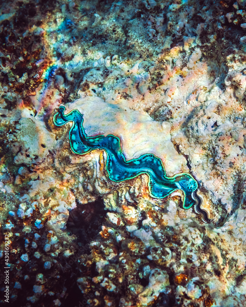 Fluted giant clam in the tropical coral reef Fluted giant clam in the tropical coral reef