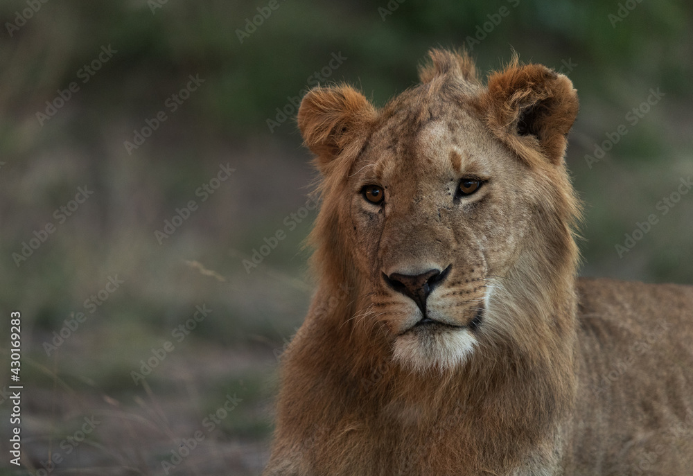 Portrait of a subadult Lion at Masai Mara, Kenya