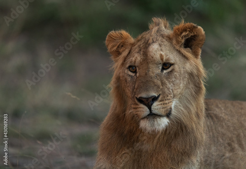 Portrait of a subadult Lion at Masai Mara  Kenya