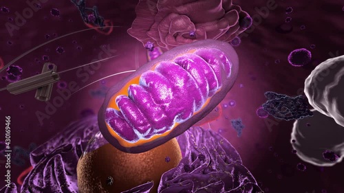 Specialized subunit called organelle inside Eukaryote, focus on mitochondria photo