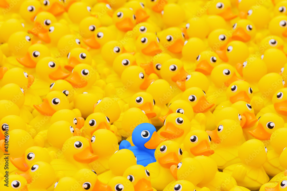 Unique blue toy duck among many yellow ones. Standing out from crowd, individuality and difference concept