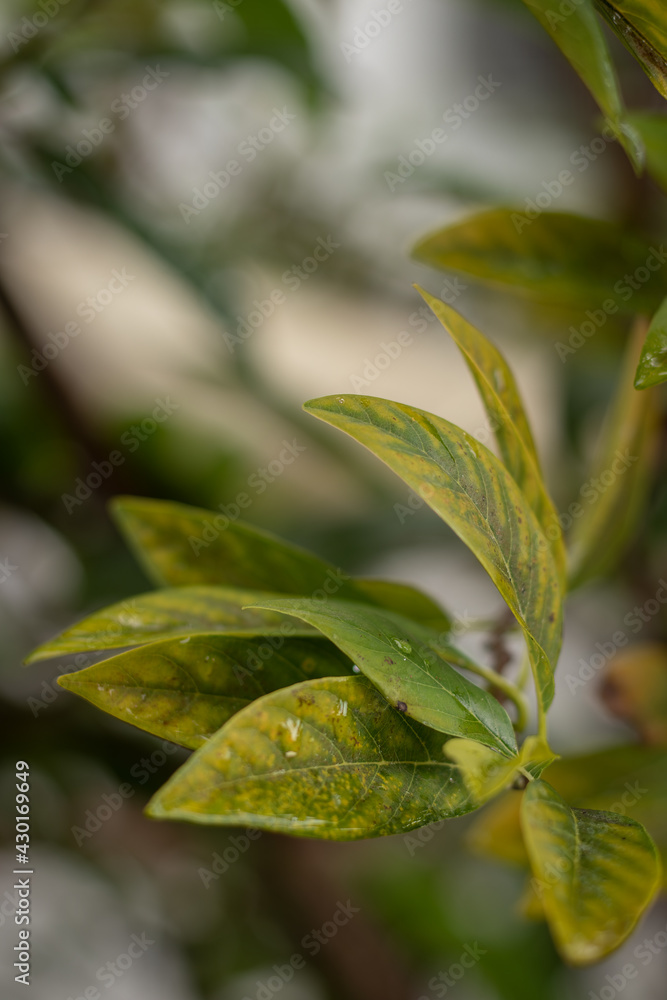 Fototapeta premium Pine cone fruit leaves (sweet sop)