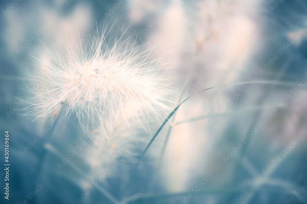 Wild fluffy grass in a forest. Blurred abstract nature background.
