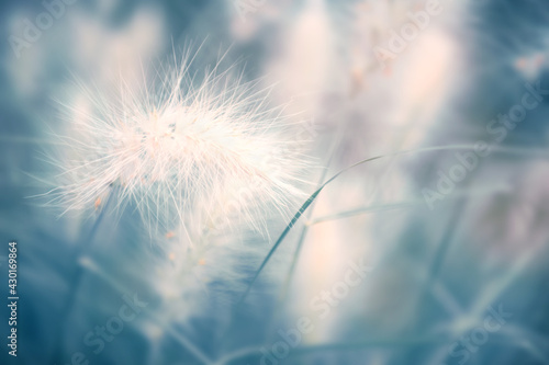 Wild fluffy grass in a forest. Blurred abstract nature background. © smallredgirl