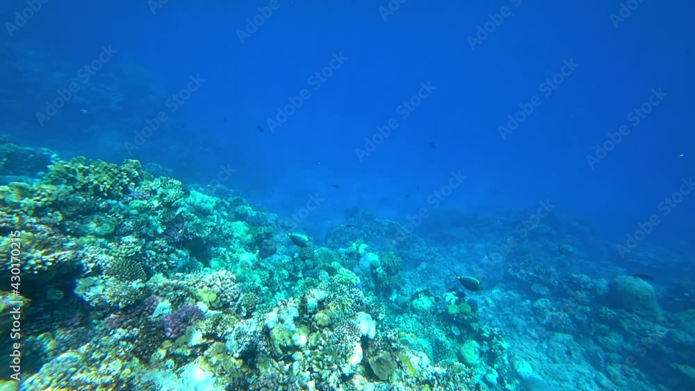 fish in the sea, slow motion fish in the sea, slow motion