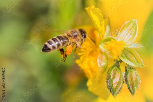 Honey bee with pollen pellets flight to gather nectar flower. Animal flying to pollination. Important insect for environment ecology ecosystem. Awareness of nature climate change sustainability © azur13
