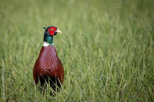 Ring-necked Pheasant
