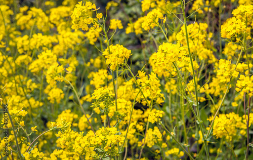 Closeup of yellow flowering rapeseed plants on a sunny day in the Dutch spring season.