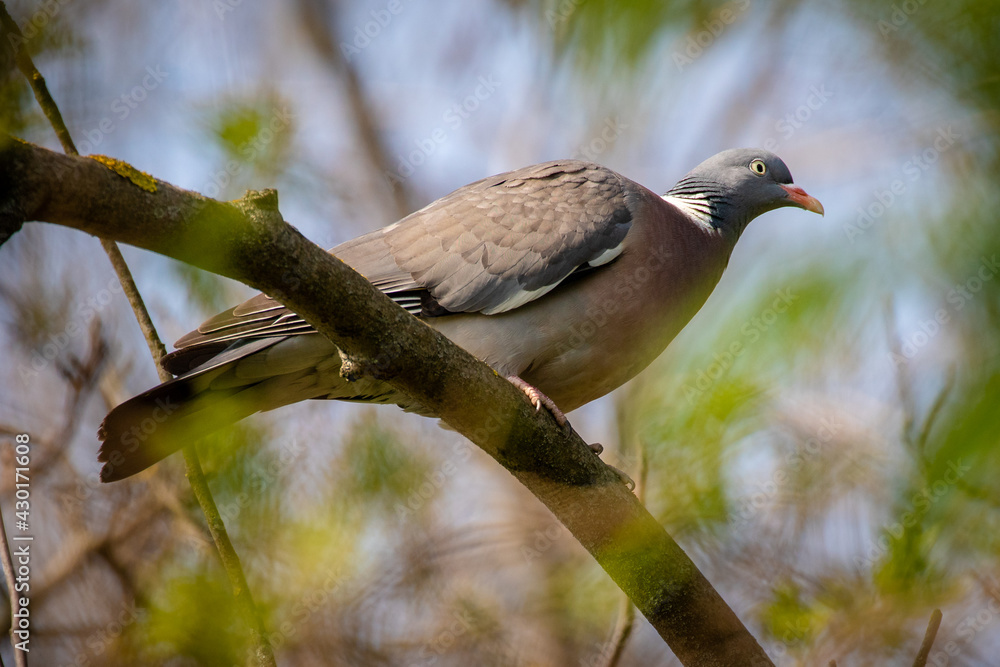 Dove