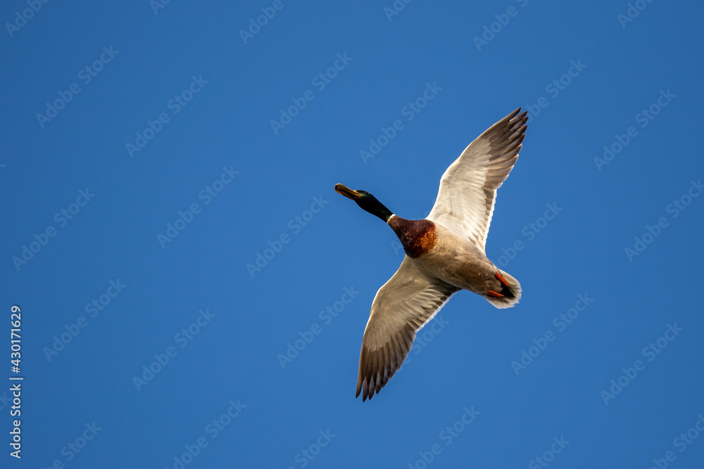 Mallard duck in flight