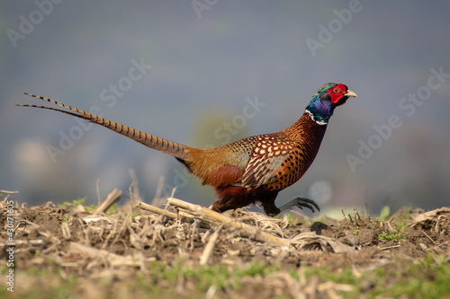 Ring-necked pheasant