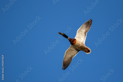 Obraz na płótnie Mallard duck in flight w salonie