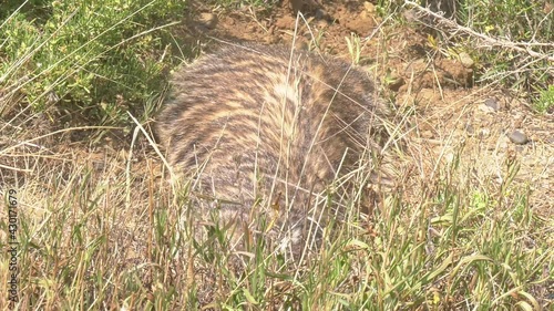 American badger digging a hole then shaking dust off itself photo