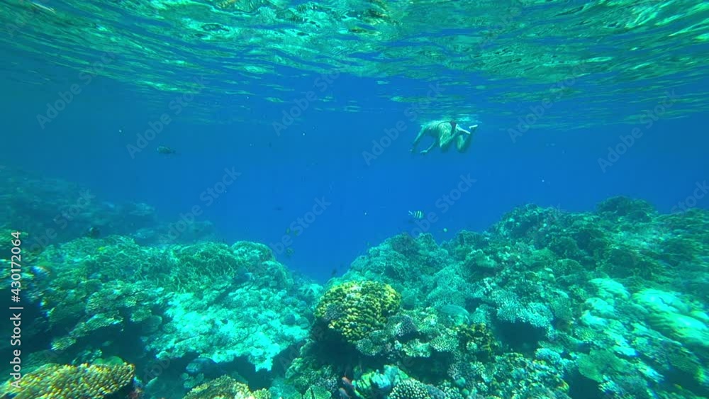 fish in the sea, slow motion fish in the sea, slow motion
