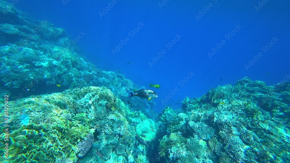fish in the sea, slow motion fish in the sea, slow motion