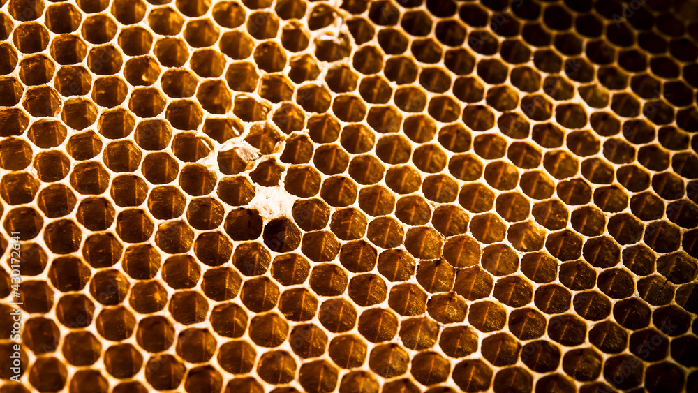 Closeup of honeycomb,selective focus, copy space