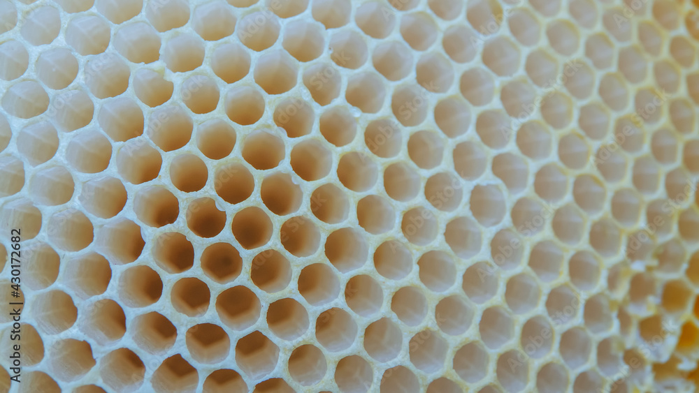Closeup of honeycomb,selective focus, copy space Closeup of honeycomb,selective focus, copy space