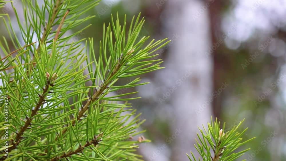 A pine branch with bright green needles sways in the wind in the forest. Coniferous tree in nature. A pine branch with bright green needles sways in the wind in the forest. Coniferous tree in nature.