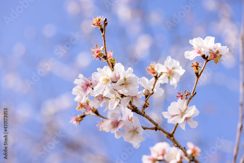 ピンク色の花びらが綺麗な桜の花