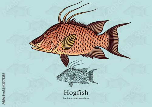 Hogfish. Vector illustration with refined details and optimized stroke that allows the image to be used in small sizes (in packaging design, decoration, educational graphics, etc.) photo