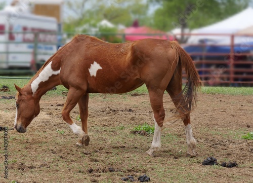 A brown spotted horse walks with its head lowered inside a fenced area at a ranch.