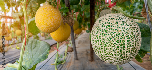 green orgranic melons fruit or cantaloupe in melons farm plant green house. photo