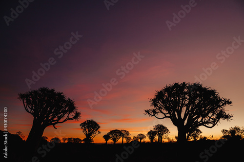 Namibia. The Quiver Tree Forest is located about 14 km northeast of Kitmanshoop  on the way to the small village of Koes in southern Namibia