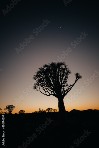 Namibia. The Quiver Tree Forest is located about 14 km northeast of Kitmanshoop  on the way to the small village of Koes in southern Namibia