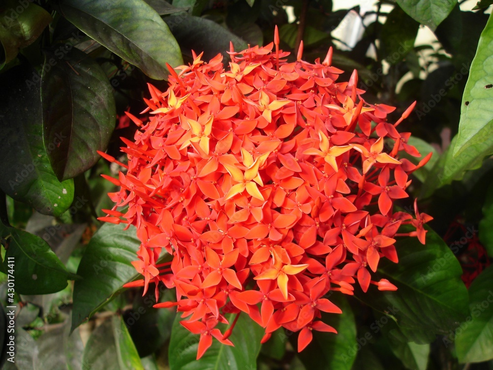 Big ball of red adn orange santan flowers in a garden Big ball of red adn orange santan flowers in a garden