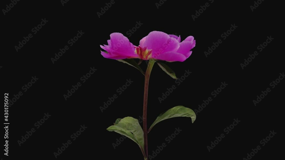 Time-lapse of opening pink peony (Paeonia) flower 2d3 in RGB + ALPHA matte format isolated on black background
Time-lapse of opening pink peony (Paeonia) flower 2d3 in RGB + ALPHA matte format isolated on black background
