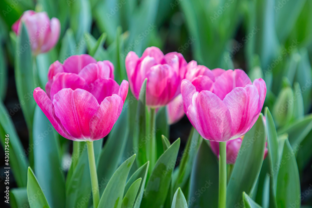 Amazing view of colorful tulip flowering in the garden at sunny summer or spring day