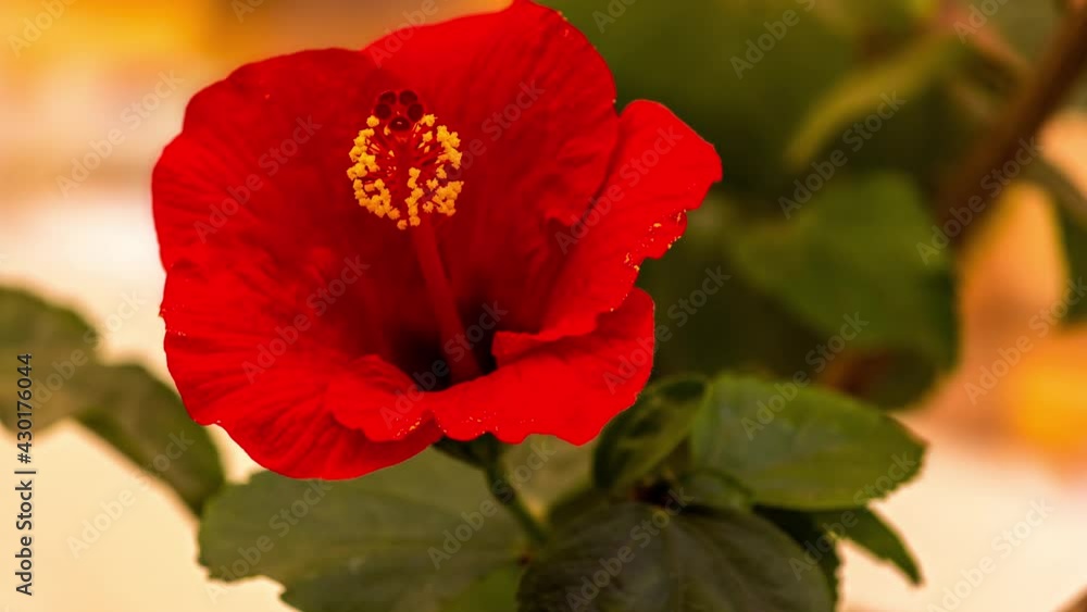 Beautiful Time Lapse of Red Hibiscus Flower Blooming Beautiful Time Lapse of Red Hibiscus Flower Blooming