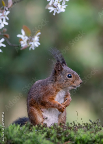 Eurasian red squirrel (Sciurus vulgaris)in the forest of Limburg in the Netherlands. Spring flowers (Amelanchier lamarckii) in the background. 