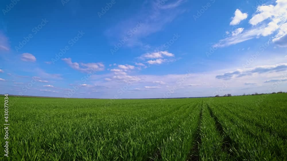 Flat meadow timelapse at spring time. Wild endless nature and rural field. Puffy clouds in blue sky over green grass. Concept of work in agricultural farm for making business and having profit from Flat meadow timelapse at spring time. Wild endless nature and rural field. Puffy clouds in blue sky over green grass. Concept of work in agricultural farm for making business and having profit from