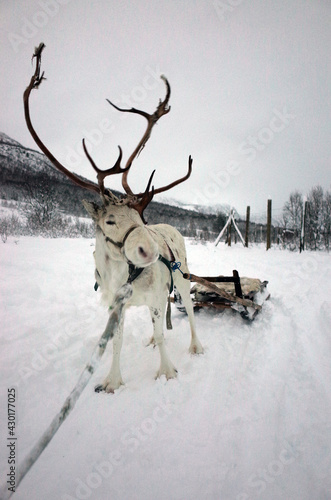 Obraz na plátně Reindeer Sled in Snow