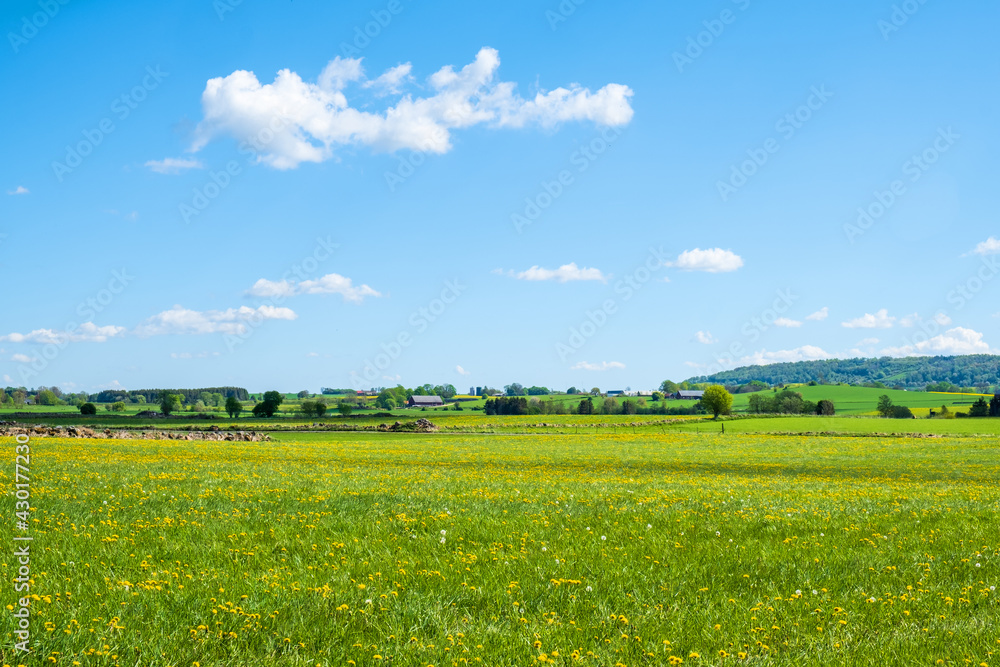 Blooming meadow in beautiful summer landscape in the countryside