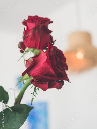 Primer plano de rosas rojas naturales con espinas, ideales para citas romanticas y san valentin
 photo