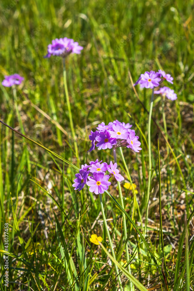 Bird's eye primrose flowers on a sunny meadow Bird's eye primrose flowers on a sunny meadow