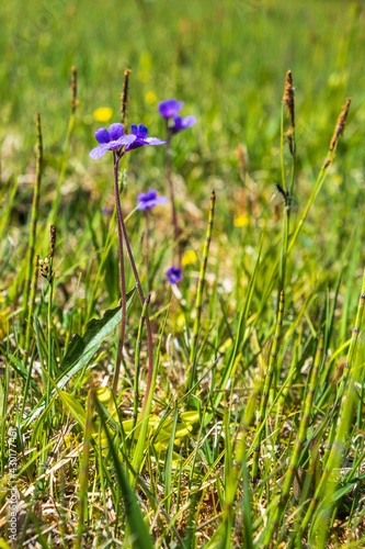 Wild Butterwort flowers Flowering on a sunny meadow