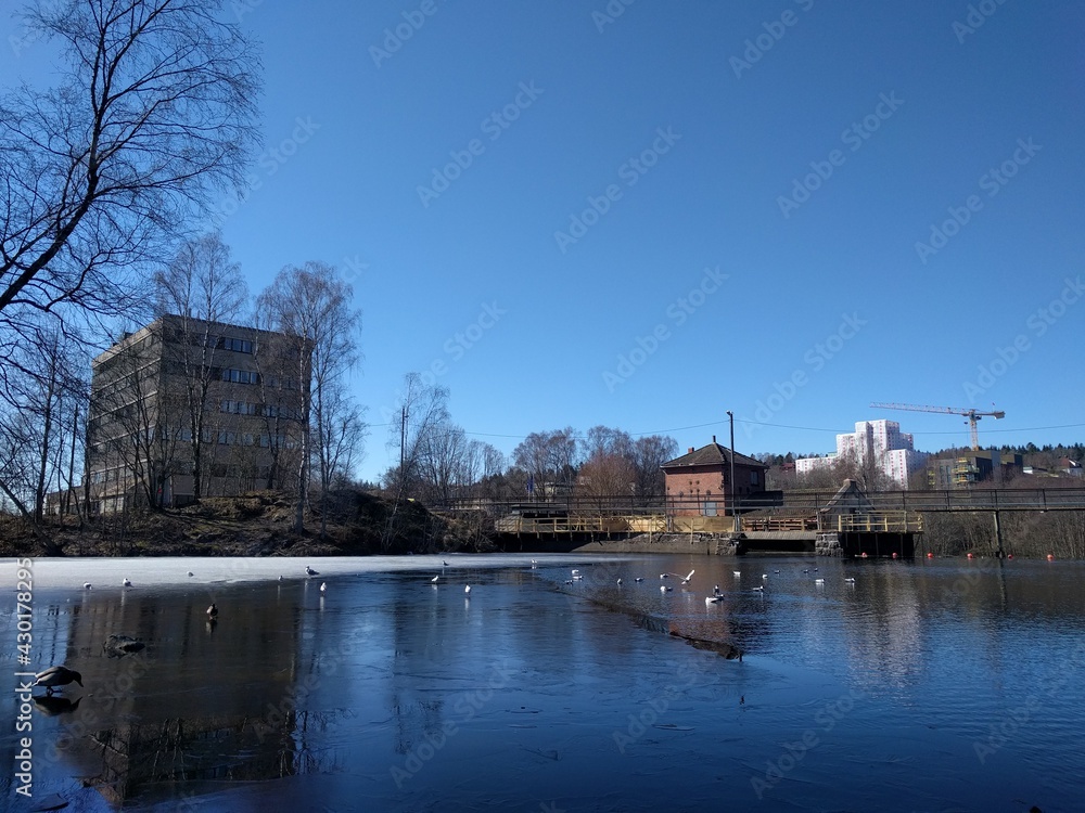 Obraz premium small lake in the spring with ducks swimming