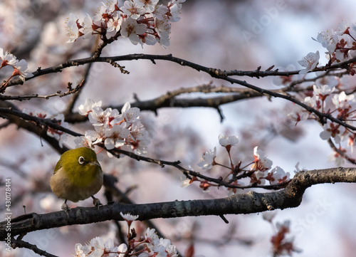 White-eyes bird is looking for you on Cherry blossom.