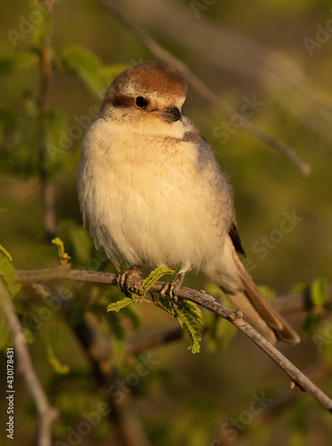 Brown shrike perched on twig in the morning, Bahrain