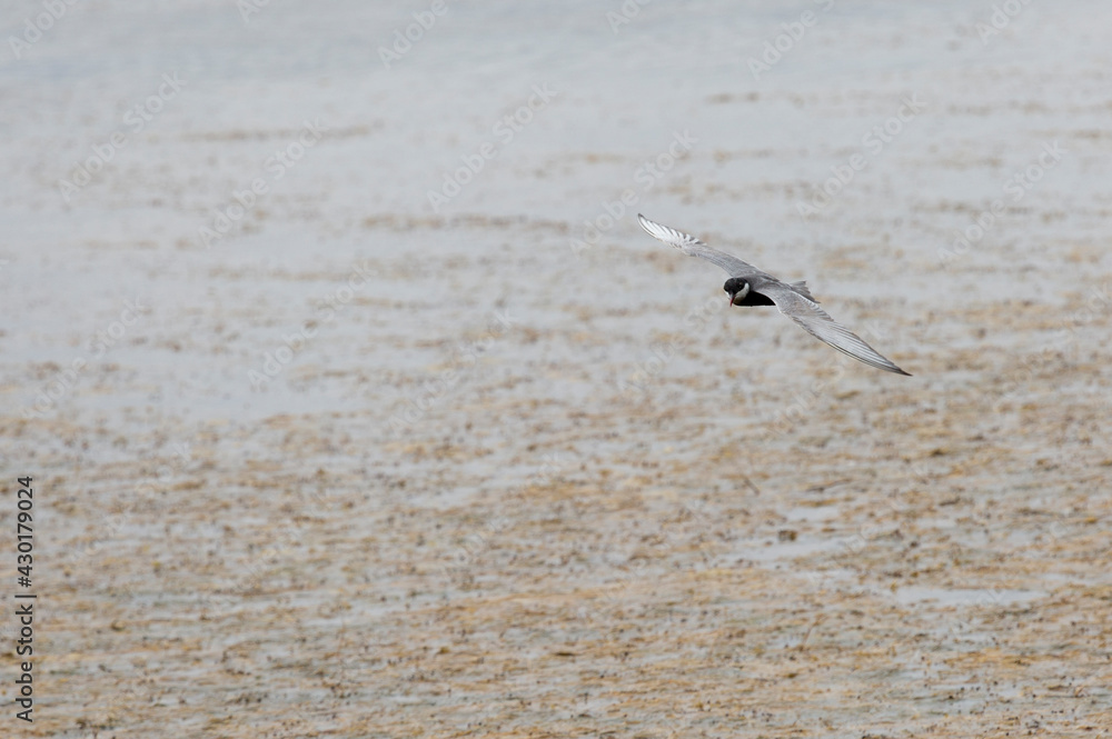 Arctic tern flying over the sea Arctic tern flying over the sea