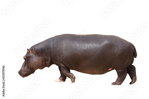 Walking hippo. Isolated on white background.