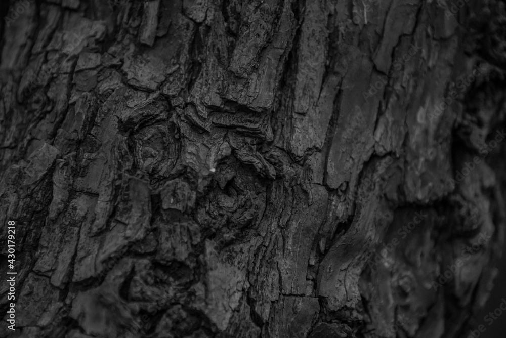 Hardwood Tree Texture Closeup Backgrounds Hardwood Tree Texture Closeup Backgrounds