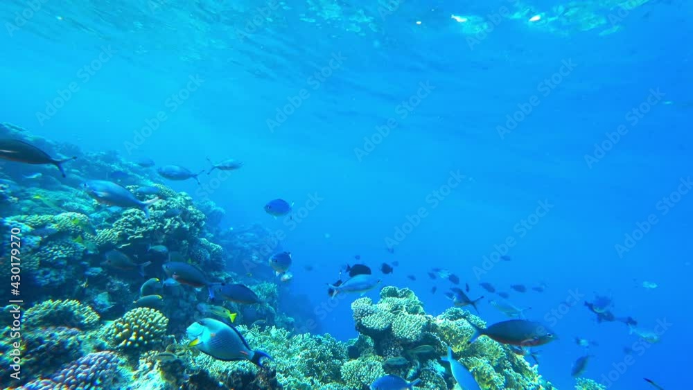 fish in the sea fish in the sea