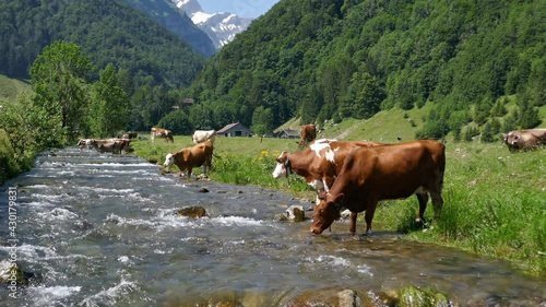 Cows on alpine pasture, Switzerland photo