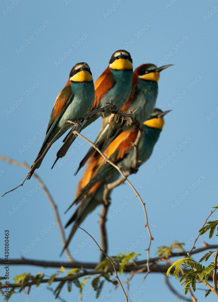 European bee-eater perched on a tree, Bahrain European bee-eater perched on a tree, Bahrain