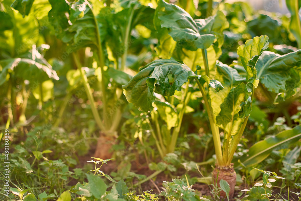 Fresh carrots grow from the ground in sunlight. Fresh carrots grow from the ground in sunlight.